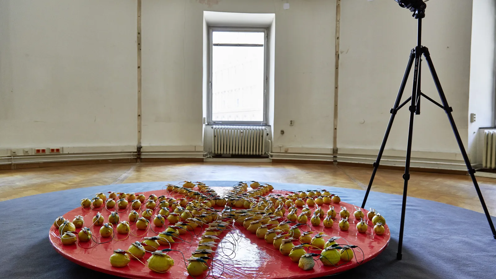 „Circuit Training“, „Fruitloop“ von Andreas Budak, 2017, Foto: Peter Kainz